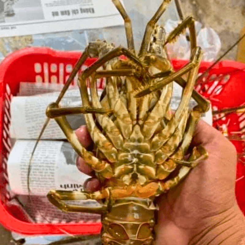 Cách Gói Tôm Hùm Bằng Giấy Báo