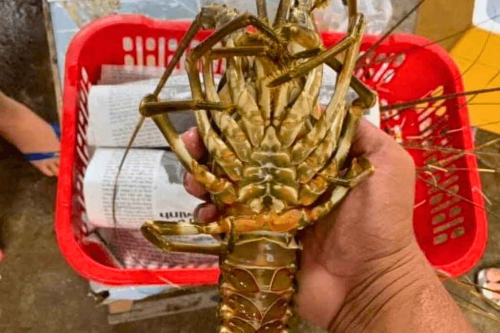 giay-bao-goi-tom-hum-00002