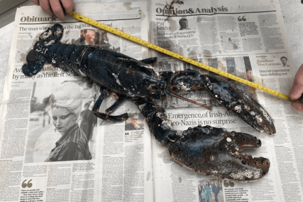 giay-bao-goi-tom-hum-00003