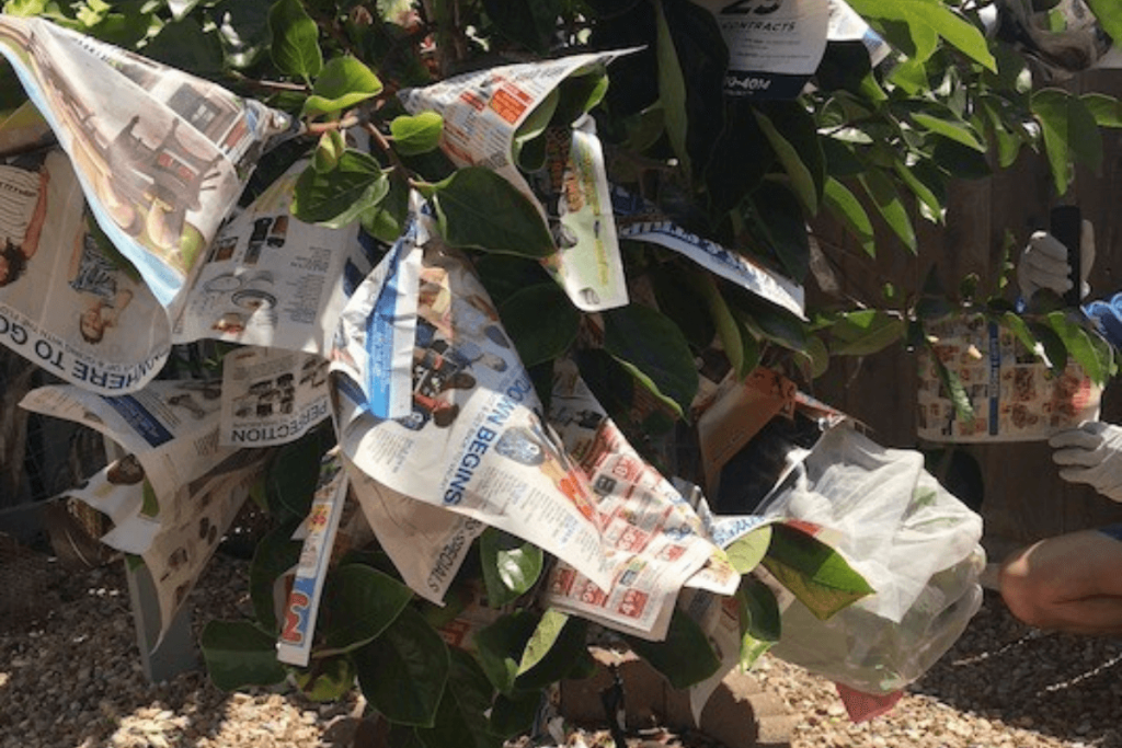 giay-bao-goi-trai-cay-00003